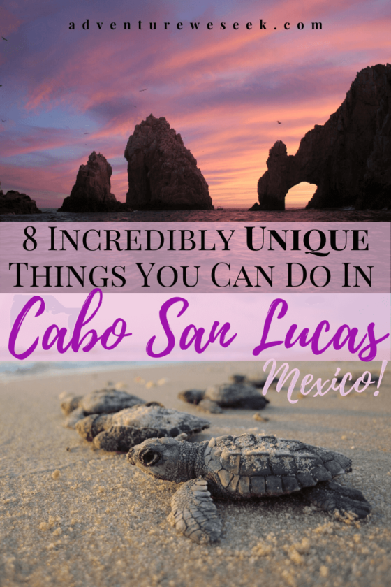 8 Unique Fun Things To Do In Cabo San Lucas Adventure We Seek