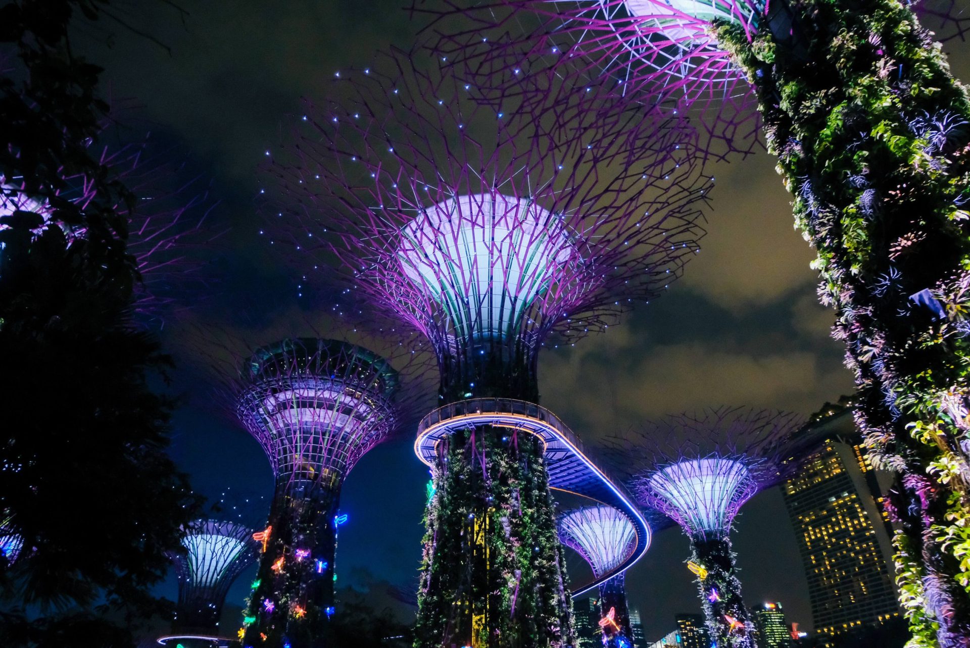 Supertree Grove lit up at night in gardens by the bay, Singapore