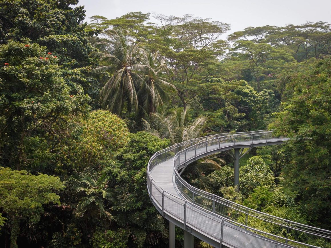 a walkway up in the trees, Southern Ridges in Singapore