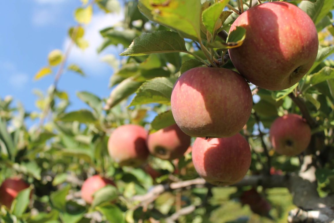 close up of apples at an apple orchard. fruit picking is one of the fun things to do in Kelowna British Columbia