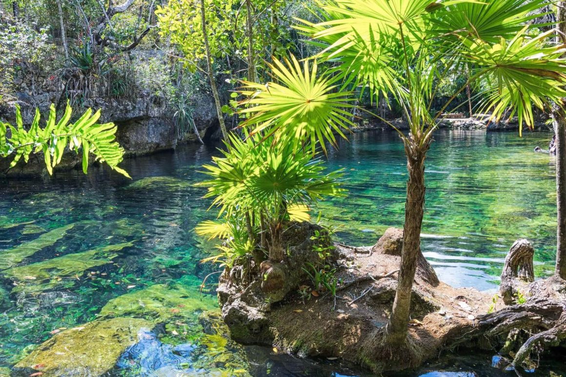 view of palms and the pool of Cenote Jardin Del Eden
